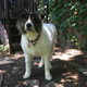 Luna Tolentino: The Next Big Dog